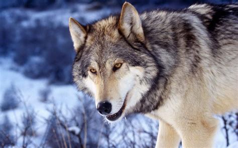 狼文化，宣扬以狼性为立足点，为何在我国乃至世界都不受欢迎？|狼文化|狼|狼性_新浪新闻