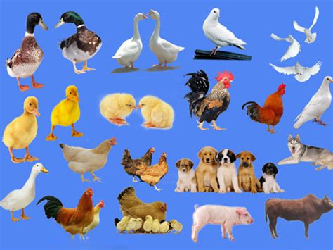 土鸡苗养殖的方法是怎么样进行的_金乡禽业有限公司