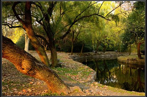 难忘的上海世纪公园秋景-中关村在线摄影论坛