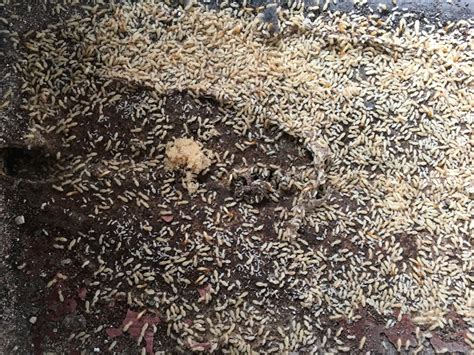 深圳防白蚁公司进行白蚁防治的几种方法-白蚁知识-深圳市创卫环境卫生服务有限公司