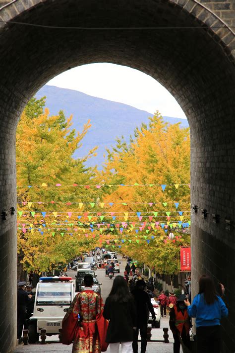 大理古城网红街，玉洱路银杏“黄”了，观赏正当时！-大理旅游攻略-游记-去哪儿攻略