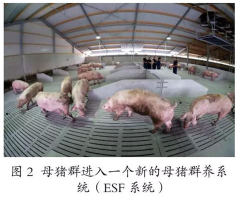 母猪群养与国内限位栏饲养的对比 - 猪好多网