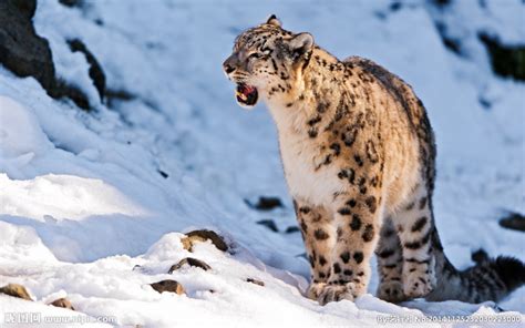 西藏藏北监测到雪豹等珍稀野生动物影像-大河网