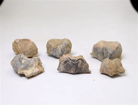 石燕化石原石古生物化石燕子石大石燕石燕子颠石燕弓石燕化石标本-阿里巴巴