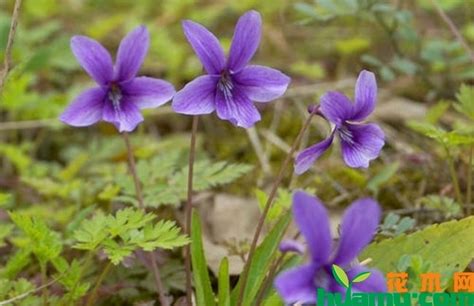 如何种植紫花地丁种子 什么时候能发芽-养花技巧-长景园林网