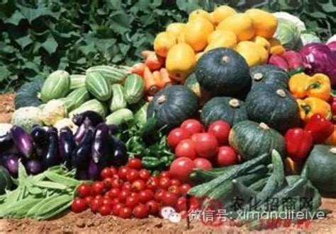 蔬菜瓜果图片大全PSD素材免费下载_红动中国