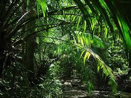 热带雨林树木生物群落 - MW Tropical Rainforest Trees Biome - CG3DA