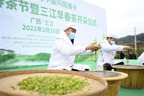 广西三江：早春茶开采-人民图片网