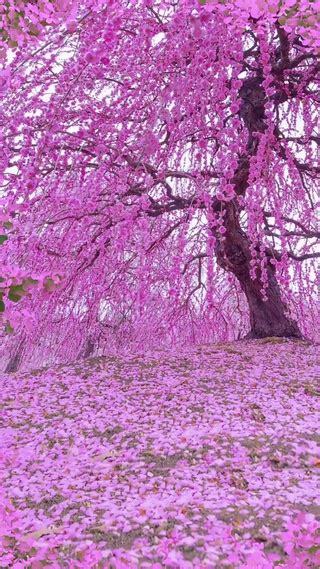 半醒半醉日复日，花落花开年复年|尤清|落花|花树_新浪新闻