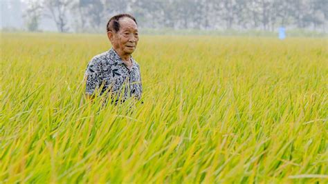 杂交水稻的大米不好吃？产量略胜一筹，米质、口感也追上来了 - 知乎