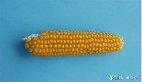 全面了解玉米，本文足够了 1.玉米基础知识 1.1.玉米起源 （1）玉米又称玉蜀黍，属于禾本科。玉米起源于美洲大陆，其祖先是野生植物——大刍草。 ... - 雪球