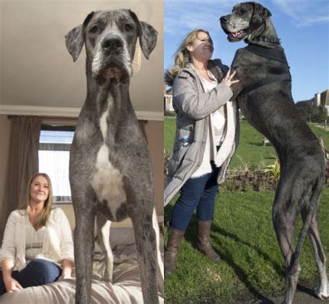 英国4岁大丹犬成世界上最大的狗 身长2.2米体重184斤__中国青年网