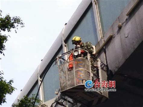 猫咪卡在高架上好几天 昨被消防、曙光救援队救下 - 社会 - 东南网厦门频道
