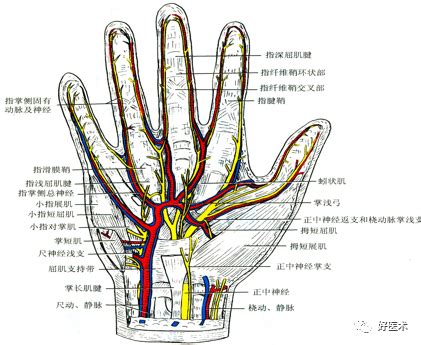 揭秘手部血管解剖细节，掌握断指再植11个关键点！