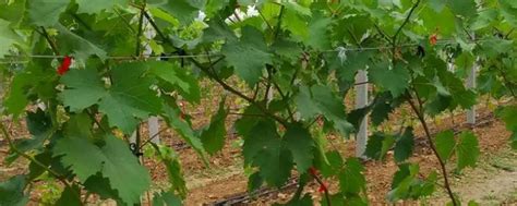 葡萄怎么栽培 葡萄如何栽培_知秀网