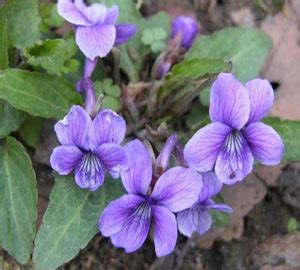 紫花地丁-常见园林植物-图片