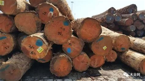 木材行业已步入大集群时代 木材商将更依赖大型木材市场【批木网】 - 木业行业 - 批木网
