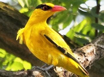 一只黄色的小鸟灵气十足免抠PNG素材