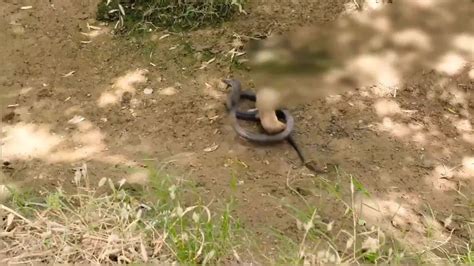 蛇獴遇到眼镜蛇，这捕猎的身法真是绝了，不愧是捕蛇界第一高手_腾讯视频