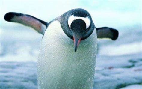 在大自然中的企鹅王小鸡高清图片下载-正版图片505682348-摄图网