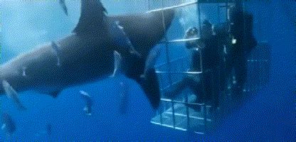 罕见！美国女子被大白鲨咬死 或因穿这种潜水服_凤凰网视频_凤凰网