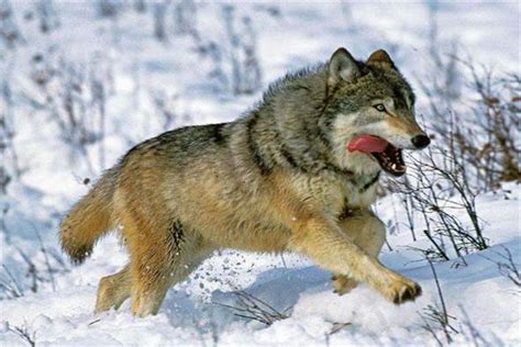 世界上体型最大的狼 不列颠哥伦比亚狼生活在哪里_探秘志