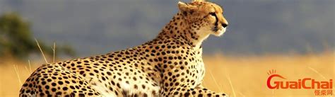 除了leopard，“豹子”的英文还能怎么说？_托福综合_新航道官网