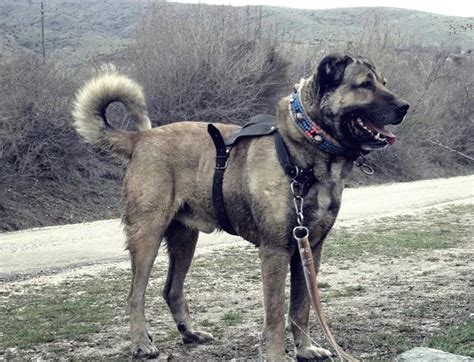战斗力最强的狗：比特犬最凶的狗第一名（图）_知秀网