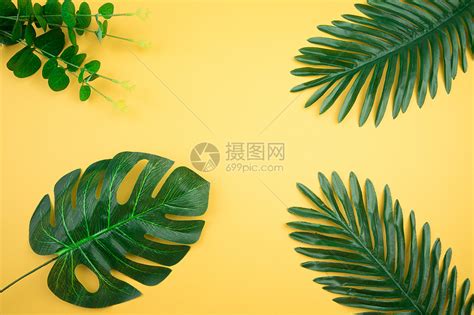 ins叶子风图片
