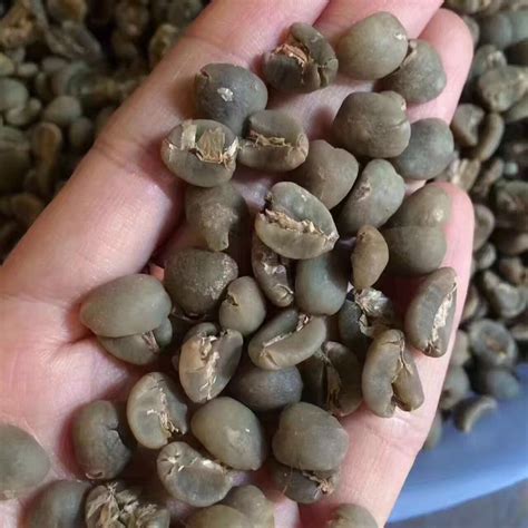 印尼黄金曼特宁咖啡豆是阿拉比卡品种吗 曼特宁和阿拉比卡咖啡豆区别 中国咖啡网
