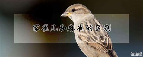 家雀国家几级保护动物 哪种麻雀是保护动物 - 达达搜