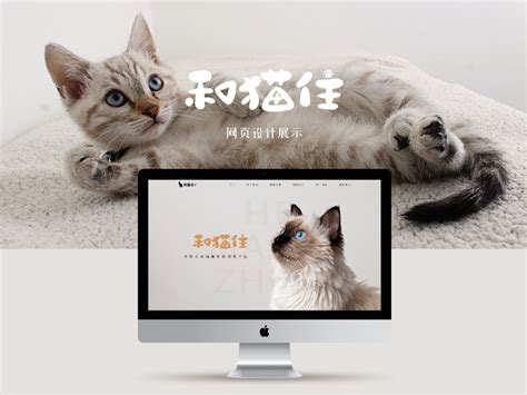 猫咪领养网站_白菜君_-站酷ZCOOL
