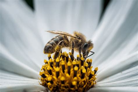 小蜜蜂给我们的启示;小蜜蜂对我们做出了什么贡献 - 考试信息 - 华网
