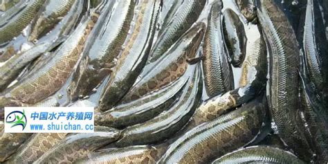 广东省外货源上市量增加 黑鱼价格开始下滑_鱼类专题（黑鱼专题）_水产养殖网