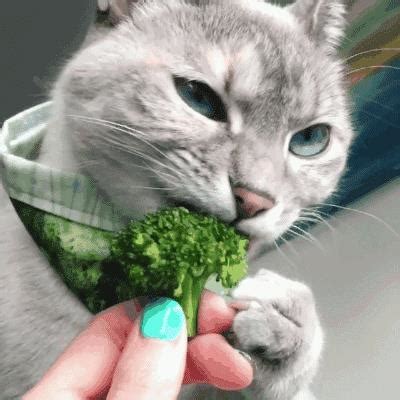 如何正确给猫喂零食，怎么给猫喂零食-酷派宠物网