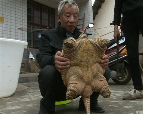 盘点世界上最大的乌龟，最大的龟王居然是它
