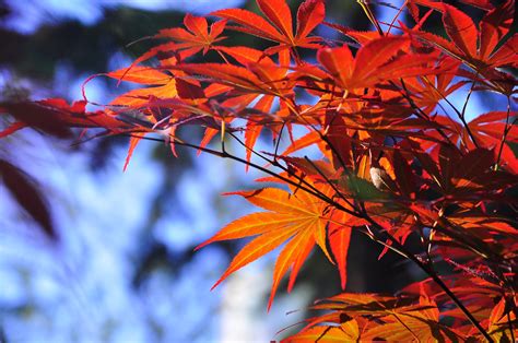 枫叶代表什么意思（霜叶红于二月花，枫叶象征的含义是什么） | 说明书网