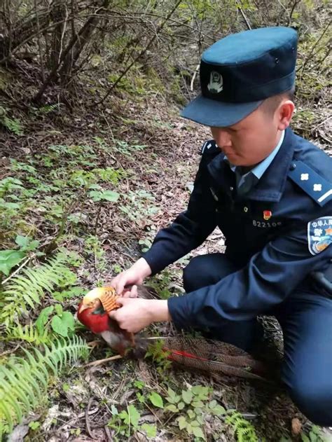 舟曲县公安局森林警察大队救助一只国家二级保护动物红腹锦鸡-舟曲县人民政府