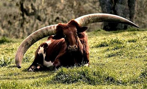 牛的祖先是什么,水牛,原始_大山谷图库