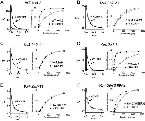 Two N-Terminal Domains of Kv4 K+ Channels Regulate Binding to and ...