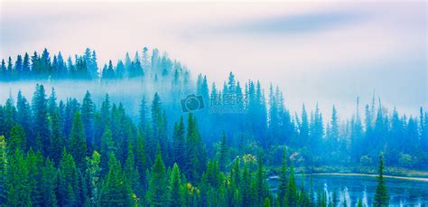 森林晨雾高清图片下载-正版图片500414102-摄图网