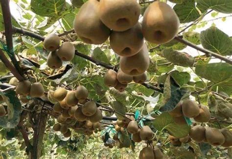 光伏板下种猕猴桃，每亩纯收益超5000元！|农民_新浪新闻
