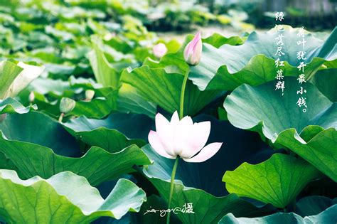 何叶图片