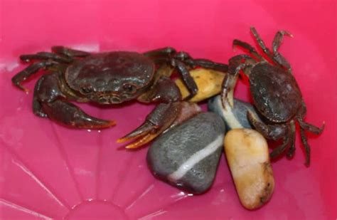 螃蟹怎么养在家里 —【发财农业网】