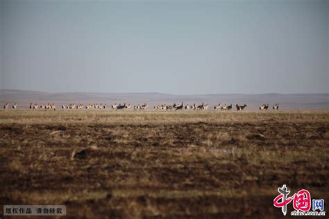 一想到蒙古送的30000只羊，感动的泪水从嘴角滑落_凤凰网