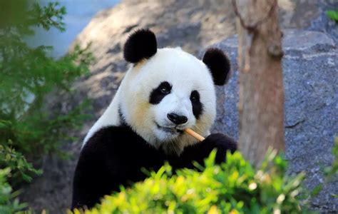 国宝大熊猫高清图片下载-正版图片600130759-摄图网
