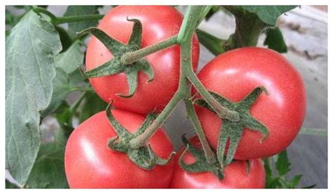 番茄高产栽培技术，这样管理施肥是关键！ - 知乎