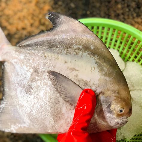 这种新鲜本地英鲳鱼有多少人吃过了？市场一般售价一百多元一斤的|鲳鱼|售价_新浪新闻