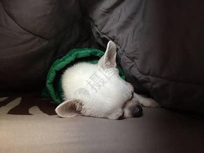 小猎犬比格尔狗睡在家里沙发上毯子的沙发复制空间小猎犬比格尔狗睡在家里沙发上高清图片下载-正版图片307253012-摄图网