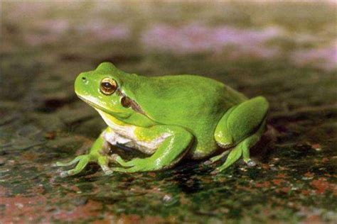 青蛙（两栖纲无尾目的动物） - 搜狗百科